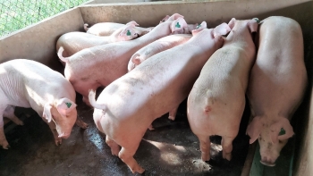 Giá heo hơi có xu hướng hạ nhiệt tại khu vực phía Nam