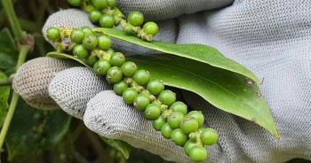 Nhu cầu tiêu đang cải thiện, nông dân Việt Nam bán cầm chừng