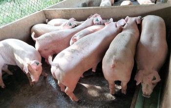 Giá heo hơi có xu hướng hạ nhiệt tại khu vực phía Nam