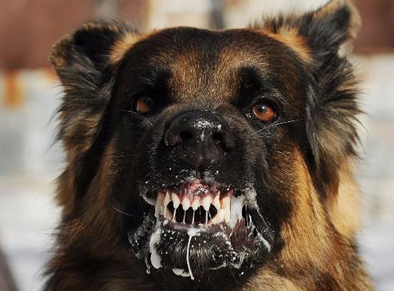 Chó vẫn là nguồn lây truyền chủ yếu của bệnh. Chó vẫn là nguồn lây truyền chủ yếu của bệnh.