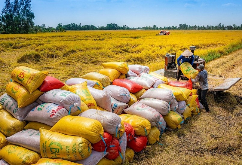 Bộ Công Thương thu hồi 10 giấy chứng nhận kinh doanh xuất khẩu gạo. 