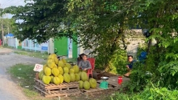 Xuất khẩu giảm sâu, nhà vườn đem sầu riêng ra ven đường bán để tránh thua lỗ