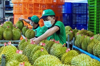 Xuất khẩu sầu riêng, trái cây sang Trung Quốc giảm mạnh