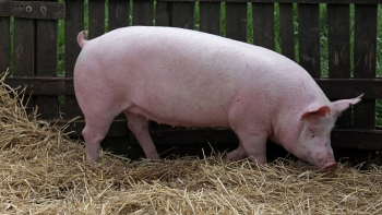 Tuần qua, giá heo hơi ba miền giảm từ 1.000 - 2.000 đồng