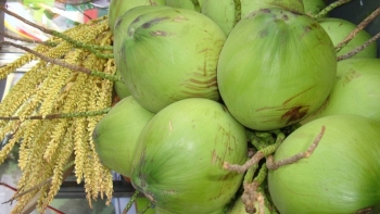 Nắng nóng, giá dừa tươi tăng cao kỷ lục