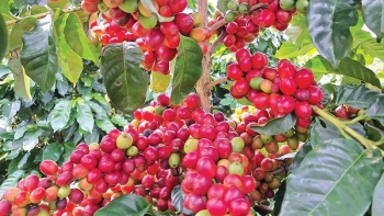 Giá cà phê vẫn chưa trở lại mốc 130.000 đồng/kg