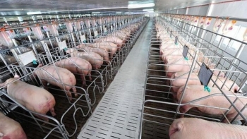 Giá thịt heo tăng, doanh nghiệp chăn nuôi lãi lớn