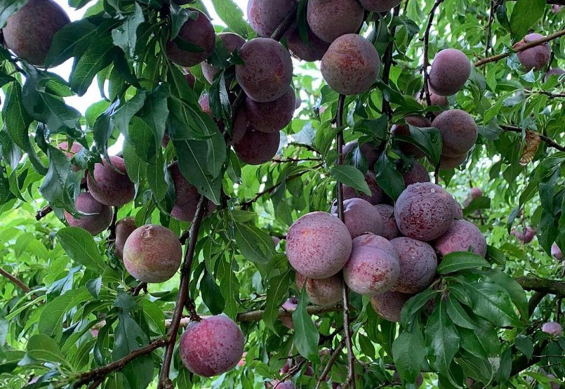 Mộc Châu đón 52 nghìn lượt khách trong kỳ nghỉ lễ 30/4 và 01/5