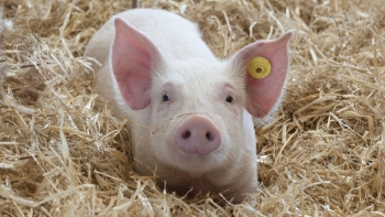 Giá heo hơi tiếp tục "hạ nhiệt" tại miền Nam và miền Trung