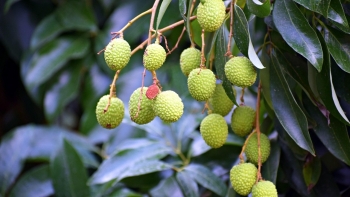 Ăn vải sai cách gây hạ đường huyết?