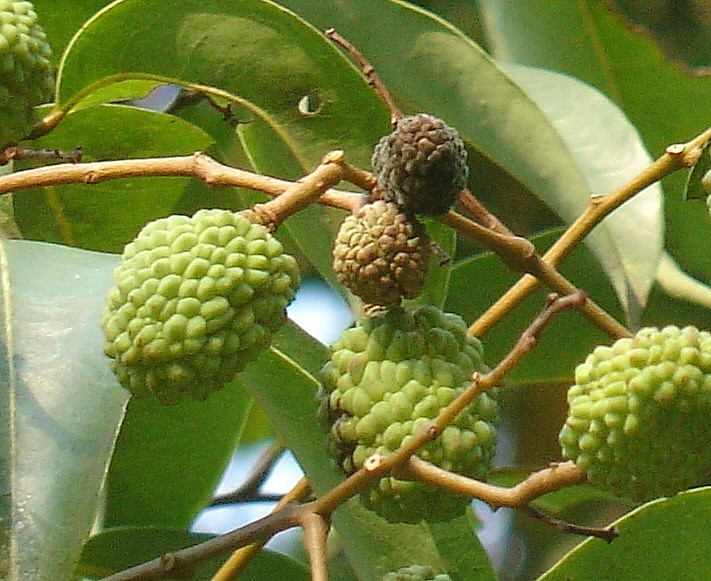 Các chất độc trong vải chưa chín có thể gây hạ đường huyết nghiêm trọng.