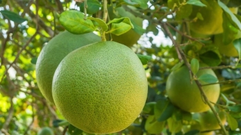 Bưởi Việt Nam rộng cửa xuất khẩu: Cơ hội vàng từ Australia và Hàn Quốc