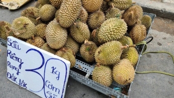 Sầu riêng Việt Nam đối mặt với giá rẻ chưa từng có: Giải pháp nào cho nhà vườn?