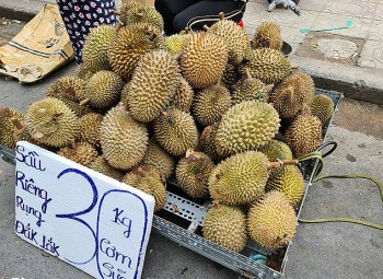 Sầu riêng Việt Nam đối mặt với giá rẻ chưa từng có: Giải pháp nào cho nhà vườn?