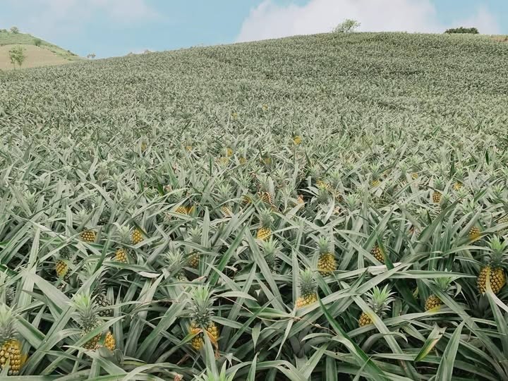 Dứa Bắc Giang vào mùa nông dân phấn khởi vì được mùa, được giá Dứa Bắc Giang vào mùa nông dân phấn khởi vì được mùa, được giá