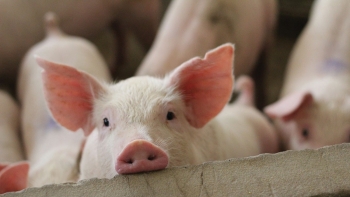 Giá heo hơi tăng nhẹ tại miền Nam