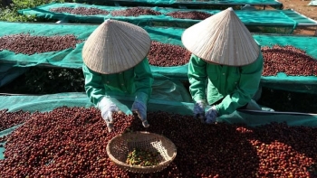 Giá cà phê tăng nhẹ tại Tây Nguyên, thị trường thế giới biến động trái chiều