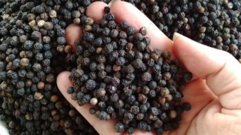 Giá hồ tiêu trong nước giảm tới 4.000 đồng/kg