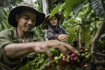 Giá cà phê trong nước giảm mạnh theo đà thế giới, arabica tăng nhẹ