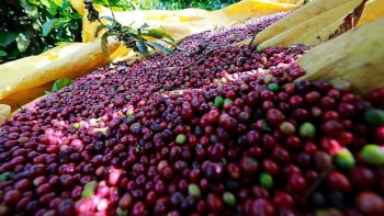 Giá cà phê được kỳ vọng vượt mốc 130.000 đồng/kg trong tuần này