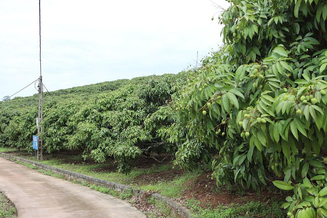 Vùng vải thiều sớm tại xã Phúc Hòa, huyện Tân Yên. Ảnh Nguyễn Miền