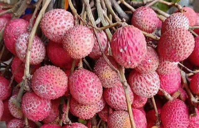 Trái trường đang góp phần tạo sức hút du lịch cho vùng Bảy Núi An Giang. Trái trường đang góp phần tạo sức hút du lịch cho vùng Bảy Núi An Giang.