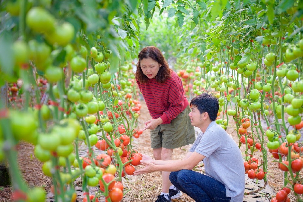 2.	Trang trại cà chua hữu cơ tại Măng Đen. Ảnh: Tiến Luyến
