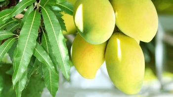 Xoài – “Trợ thủ” tự nhiên cho hệ tiêu hóa