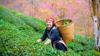 Phát triển sản phẩm thiên nhiên: Cơ hội từ Nghị quyết 68