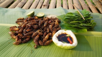 Ve sầu – đặc sản lạ gây tranh cãi vì lý do ít ai ngờ