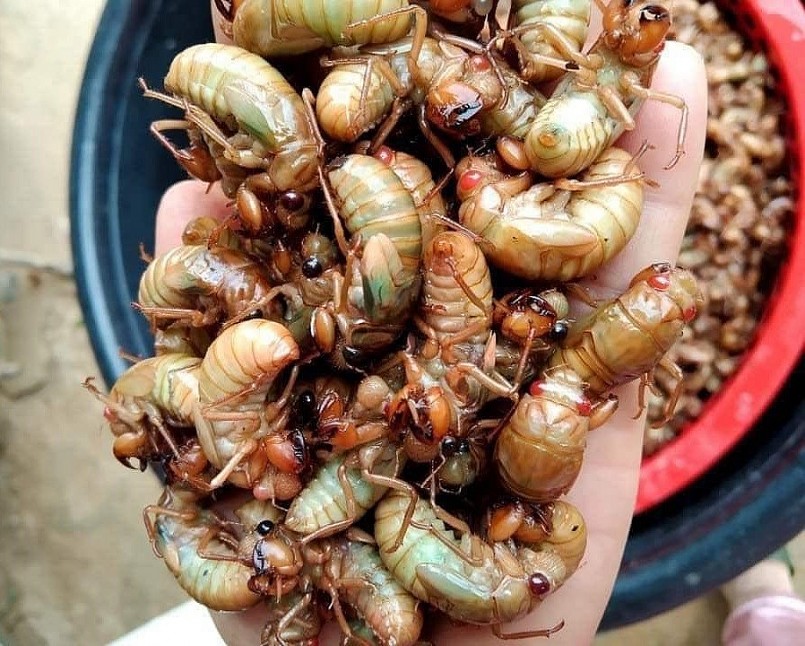 Ve sầu – đặc sản lạ gây tranh cãi vì lý do ít ai ngờ