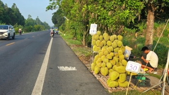 Sầu riêng “thất mùa” đầu ra: Hậu quả từ lệ thuộc một thị trường