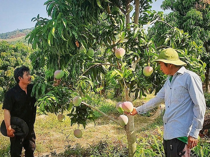 Nhiều nhà vườn rơi vào cảnh thất thu khi giá xoài Úc rớt thảm, không tiêu thụ được - Ảnh: TRẦN HOÀI Nhiều nhà vườn rơi vào cảnh thất thu khi giá xoài Úc rớt thảm, không tiêu thụ được - Ảnh: TRẦN HOÀI