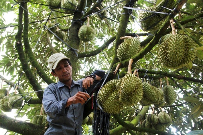 Ngành Nông nghiệp tỉnh Lâm Đồng khuyến cáo người dân không tự phát mở rộng diện tích sầu riêng. Ảnh KP