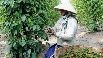 Giá tiêu trong nước đi ngang, giao dịch thận trọng