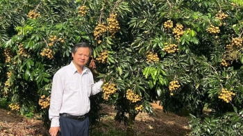 Sơn La: Nhãn chín sớm bội thu, nông dân lãi lớn