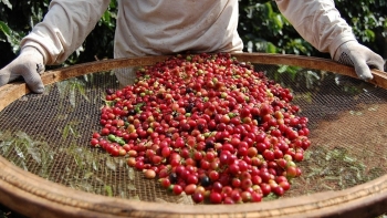 Giá cà phê thế giới bật tăng mạnh, thị trường trong nước sắp đảo chiều?