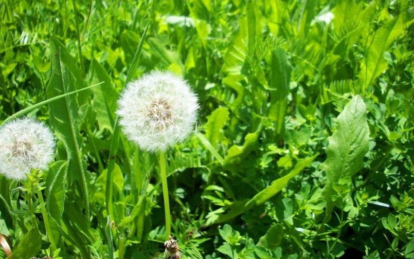 Bồ công anh từ lâu đã được dùng trong y học cổ truyền để “làm mát gan”.