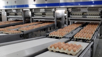 Chăn nuôi nội địa tăng tốc giành lại thị phần 33 tỷ USD