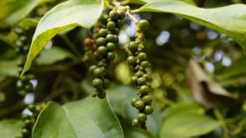 Giá tiêu ổn định ở mức cao trong bối cảnh xuất khẩu giảm