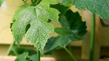 Lá nho – “siêu thực phẩm” giàu dưỡng chất, ít calo và tốt cho tim mạch