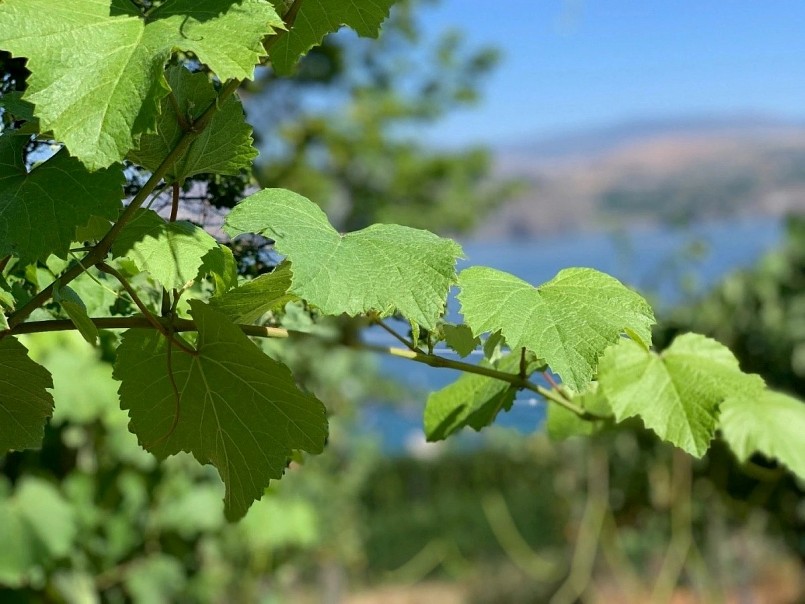 Chất xơ không hòa tan trong lá nho giúp tăng nhu động ruột, hỗ trợ hệ vi sinh vật đường ruột và giảm nguy cơ táo bón.