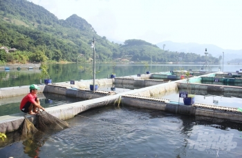 Hòa Bình: Triển vọng mô hình nuôi cá lăng nha theo tiêu chuẩn VietGAP