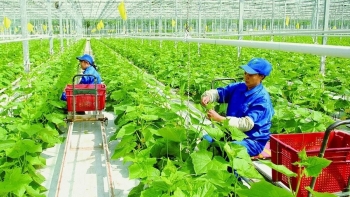 Đánh thức tiềm năng nông nghiệp hữu cơ Việt Nam