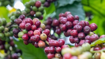 Thị trường Đức bùng nổ, cà phê Việt xuất khẩu tăng gấp đôi