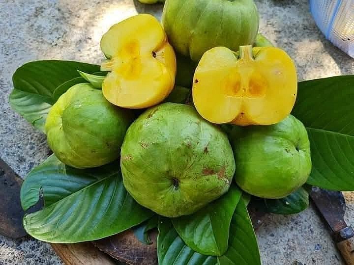 Quả tai chua – Đặc sản rừng sâu “gây thương nhớ” giữa phố thị Quả tai chua – Đặc sản rừng sâu “gây thương nhớ” giữa phố thị