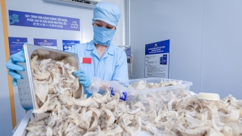 Ngành yến Việt Nam vào “đường đua” tỷ đô sau Nghị định thư với Trung Quốc