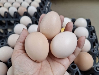 Trứng gà giả chỉ là tin đồn: Cảnh báo thiệt hại từ thông tin sai lệch