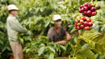 Giá cà phê giảm sâu trên cả hai sàn, thị trường nội địa chạm đáy một tháng