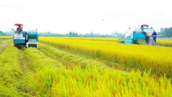 Gạo “low carbon” Việt Nam lần đầu xuất ngoại, chinh phục thị trường Nhật Bản